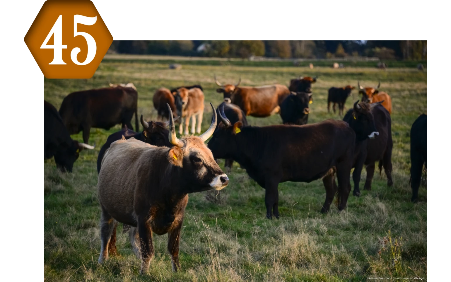45_Apricke_WildeWeiden.png