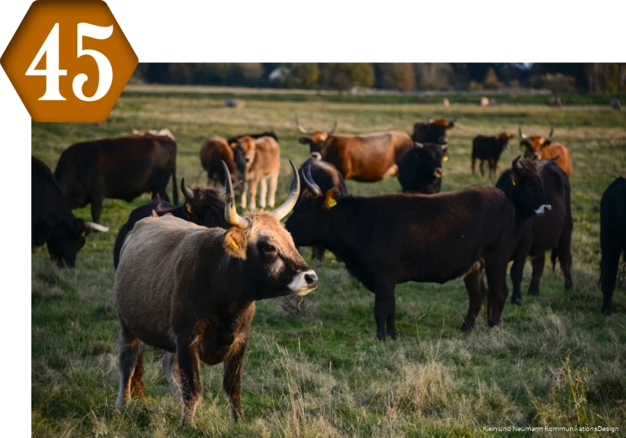 45_Apricke_WildeWeiden.png
